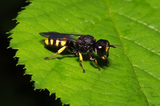 ../previews/046-Hymenoptera, Crabronidae, Crabro_2020_06_16--09-57-12.jpeg.medium.jpeg