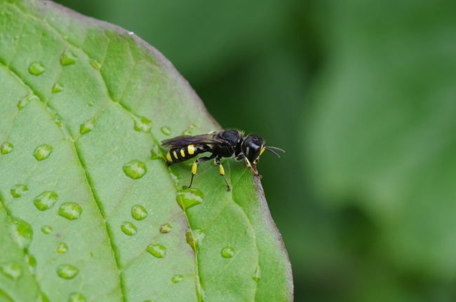 ../previews/048-Hymenoptera, Crabronidae, Ectemnius, Grabwespe_2012_10_01--14-56-51.jpeg.medium.jpeg