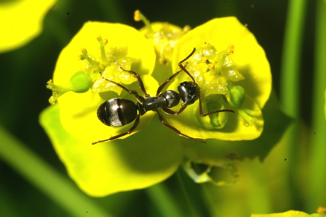 ../previews/050-Hymenoptera, Formicidae_2007_04_28--16-39-01.jpeg.medium.jpeg