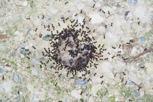 ../previews/051-Hymenoptera, Formicidae, Ameisen fressen an toter Maus_2018_07_01--13-44-05.jpeg.medium.jpeg