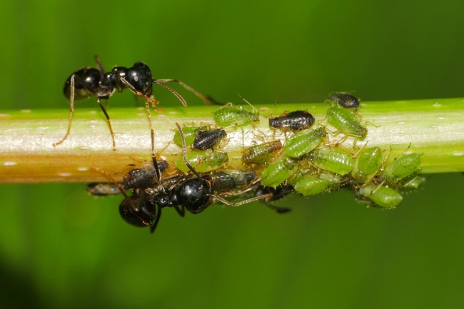 ../previews/053-Hymenoptera, Formicidae, Ameisen mit Laeusen_2020_05_06--09-36-45.jpeg.medium.jpeg