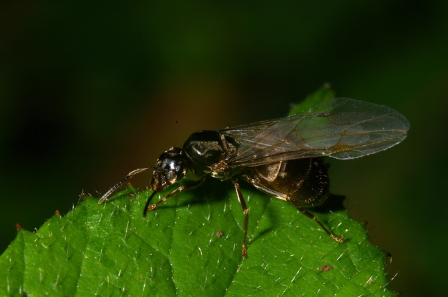../previews/055-Hymenoptera, Formicidae, Ameisenweibchen mit Fluegeln_2007_07_13--15-00-04.jpeg.medium.jpeg