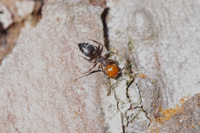 ../previews/058-Hymenoptera, Formicidae, Crematogaster scutellaris, Rotkopfameise_2014_05_13--10-34-56.jpeg.medium.jpeg