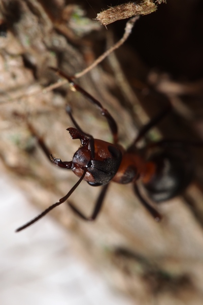 ../previews/062-Hymenoptera, Formicidae, Formica rufa, Rote Waldameise, Abwehrhaltung_2016_03_27--10-37-01.jpeg.medium.jpeg