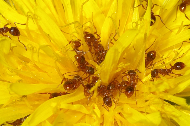 ../previews/065-Hymenoptera, Formicidae, Myrmica, Knotenameise_2005_01_04--06-35-40.jpeg.medium.jpeg