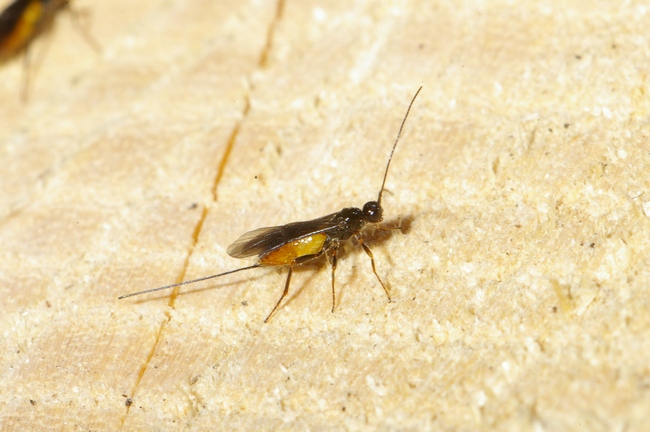 ../previews/069-Hymenoptera, Ichneumonidae,_2007_06_18--12-25-52.jpeg.medium.jpeg