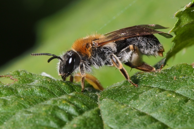 ../previews/080-Hymenoptera, Megachilidae, Osmia_2017_05_12--08-42-02.jpeg.medium.jpeg
