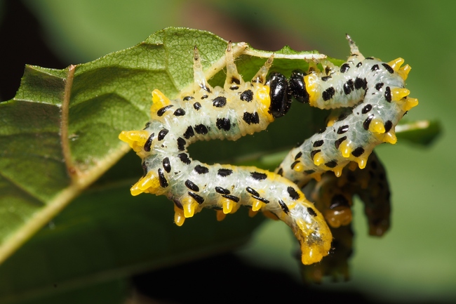 ../previews/091-Hymenoptera, Tenthredinidae, Craesus septentrionalis, Larven_2017_09_08--09-45-12.jpeg.medium.jpeg