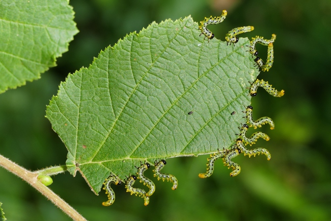 ../previews/093-Hymenoptera, Tenthredinidae, Craesus septentrionalis, Larven_2019_09_12--14-30-22.jpeg.medium.jpeg