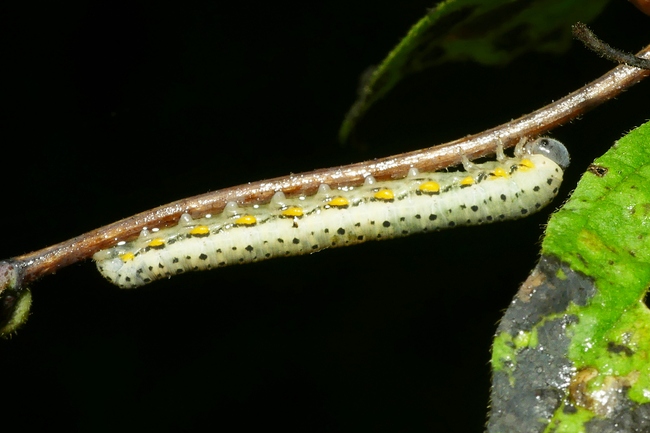 ../previews/094-Hymenoptera, Tenthredinidae, Larve_2022_09_16--08-31-30.jpeg.medium.jpeg