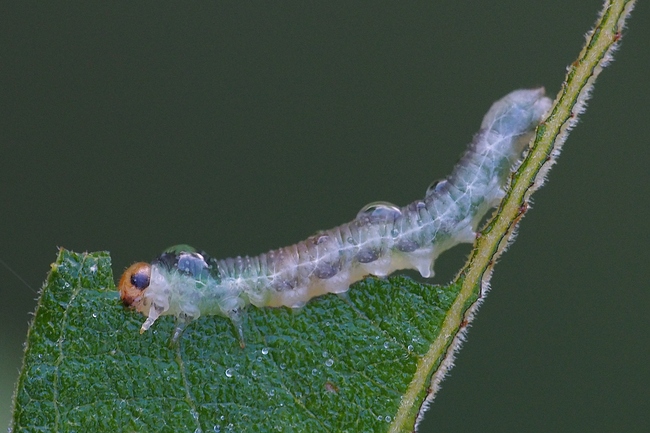 ../previews/095-Hymenoptera, Tenthredinidae, Larve_2023_09_28--10-23-45.jpeg.medium.jpeg