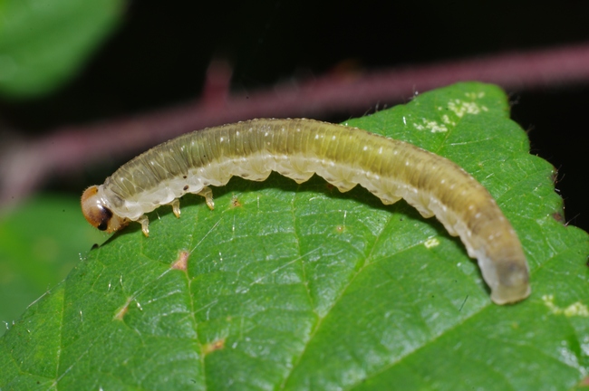 ../previews/098-Hymenoptera,  Tenthredinidae, Macrophya, Larve_2011_09_12--15-45-47.jpeg.medium.jpeg