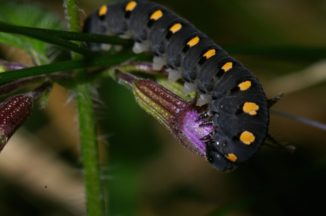 ../previews/116-Hymenoptera, Tentredinidae, Tenthredo marginella, Blattwespenlarve_2005_10_13--16-57-08.jpeg.medium.jpeg