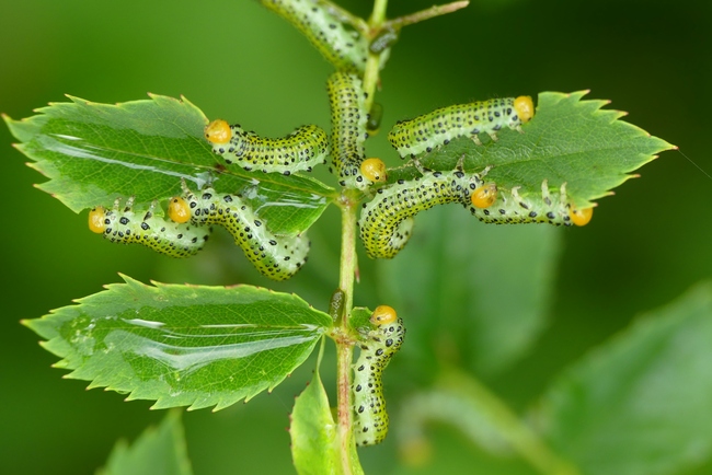 ../previews/118-Hymenoptera, Thenthredinidae, Blattwespenlarven an Rose_2022_06_13--09-29-18.jpeg.medium.jpeg