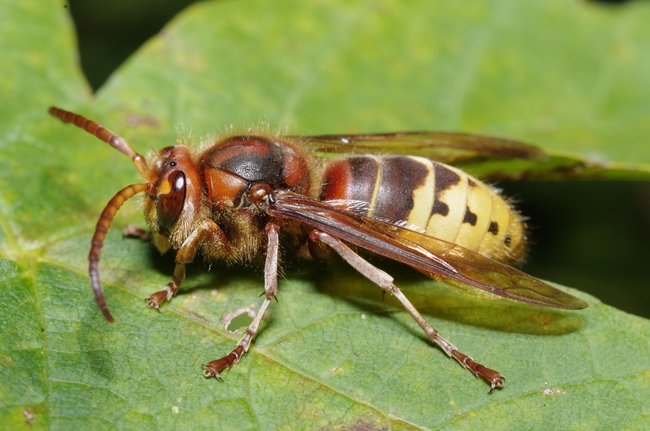 ../previews/125-Hymenoptera, Vespidae, Vespa crabro, Hornisse_2012_10_05--11-20-20.jpeg.medium.jpeg