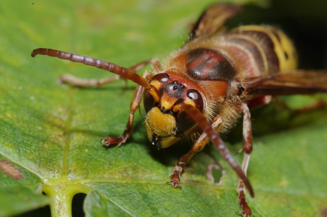 ../previews/126-Hymenoptera, Vespidae, Vespa crabro, Hornisse_2012_10_05--11-20-42.jpeg.medium.jpeg