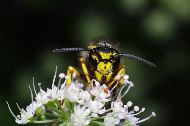 ../previews/134-Hymenoptera, Vespidae, Vespula germanica_2011_09_06--09-39-24.jpeg.medium.jpeg