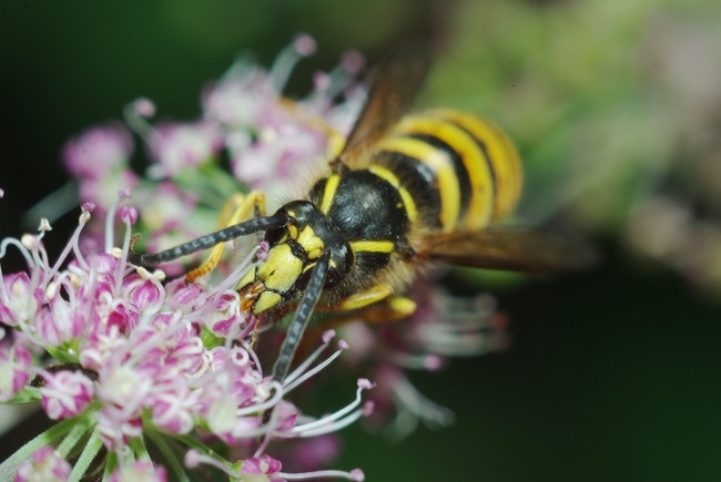 ../previews/136-Hymenoptera, Vespidae, Vespula vulgaris_2013_08_20--14-35-29.jpeg.medium.jpeg