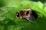 thumbnails/011-Hymenoptera, Apidae, Apis mellifera, Drohne der Honigbiene_2008_07_05--18-35-43.jpeg.small.jpeg