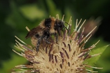 thumbnails/018-Hymenoptera, Apidae, Bombs camprestis, Kuckuckshummel_2018_08_25--08-47-32.jpeg.small.jpeg