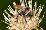 thumbnails/020-Hymenoptera, Apidae, Bombus campestris, Kuckuckshummel_2019_08_23--09-33-49.jpeg.small.jpeg