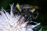 thumbnails/025-Hymenoptera, Apidae, Bombus, nass gewordene Hummel_2020_08_03--09-46-03.jpeg.small.jpeg