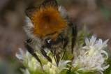 thumbnails/027-Hymenoptera, Apidae, Bombus pascuorum, Hummel_2006_04_22--10-34-06.jpeg.small.jpeg