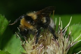 thumbnails/030-Hymenoptera, Apidae, Bombus terrestris, Erdhummel_2006_07_12--07-24-38.jpeg.small.jpeg