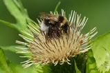 thumbnails/033-Hymenoptera, Apidae, Bombus terrestris, Erdhummel_2020_07_12--11-01-12.jpeg.small.jpeg