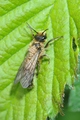 thumbnails/038-Hymenoptera, Apidae, mit Milben_2013_05_02--13-40-53.jpeg.small.jpeg