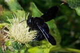 thumbnails/041-Hymenoptera, Apidae, Xylocopa, Holzbiene_2022_08_14--11-08-55.jpeg.small.jpeg