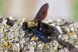 thumbnails/043-Hymenoptera, Apidae, Xylocopa violacea, Grosse Holzbiene_2020_05_17--14-01-07.jpeg.small.jpeg