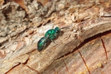 thumbnails/044-Hymenoptera, Chrysididae,_2009_06_29--10-02-52.jpeg.small.jpeg