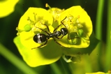 thumbnails/050-Hymenoptera, Formicidae_2007_04_28--16-39-01.jpeg.small.jpeg
