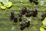 thumbnails/064-Hymenoptera, Formicidae, Lasius fuliginosus, Holzameise_2013_04_21--14-14-14.jpeg.small.jpeg