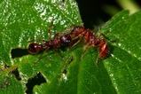 thumbnails/066-Hymenoptera, Formicidae, Myrmica, Knotenameise_2008_06_17--18-14-30.jpeg.small.jpeg
