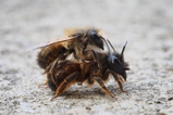 thumbnails/081-Hymenoptera, Megachilidae, Osmia bicornis, Mauerbiene, Paarung_2017_03_31--12-11-26.jpeg.small.jpeg