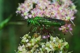 thumbnails/103-Hymenoptera, Tenthredinidae, Rhogogaster chlorosoma_2013_07_26--06-48-50.jpeg.small.jpeg