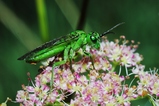 thumbnails/104-Hymenoptera, Tenthredinidae, Rhogogaster chlorosoma_2013_07_26--06-49-20.jpeg.small.jpeg