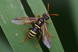 thumbnails/111-Hymenoptera, Tenthredinidae, Tenthredo scrophulariae, Braunwurzblattwespe_2022_06_27--08-39-13.jpeg.small.jpeg