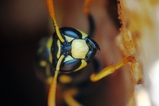 thumbnails/121-Hymenoptera, Vespidae, Polistes_2015_03_20--12-31-26.jpeg.small.jpeg