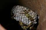 thumbnails/123-Hymenoptera, Vespidae, Polistes dominulus, Nest_2005_07_29--13-51-31.jpeg.small.jpeg