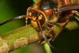 thumbnails/128-Hymenoptera, Vespidae, Vespa crabro, Hornisse_2020_09_27--10-05-50.jpeg.small.jpeg