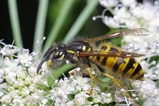 thumbnails/133-Hymenoptera, Vespidae, Vespula germanica_2011_09_06--09-26-57.jpeg.small.jpeg