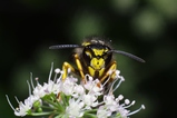 thumbnails/134-Hymenoptera, Vespidae, Vespula germanica_2011_09_06--09-39-24.jpeg.small.jpeg