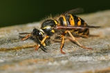thumbnails/139-Hymenoptera, Vespidae, Vespula, Wespe beim Holzsammeln_2020_07_09--11-35-56.jpeg.small.jpeg
