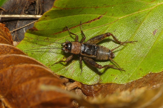 ../previews/000-Gryllidae, Nemobius sylvestris, Waldgrille_2020_10_21--10-44-51.jpeg.medium.jpeg