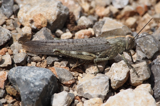 ../previews/001-Orthoptera, Acrididae, Anacridium aegyptium, Aegyptische Wanderheuschrecke_2016_06_05--10-42-07.jpeg.medium.jpeg