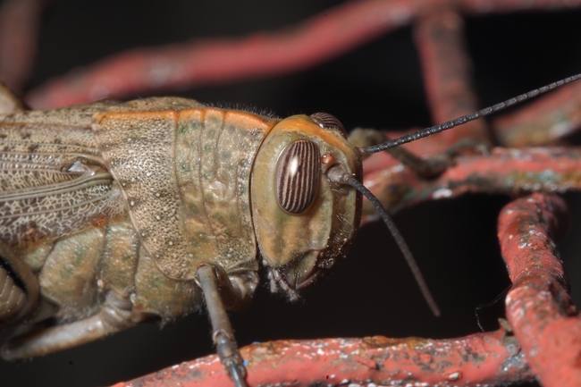 ../previews/002-Orthoptera, Acrididae, Anacridium aegyptium, Aegyptische Wanderheuschrecke_2017_06_19--20-01-18.jpeg.medium.jpeg