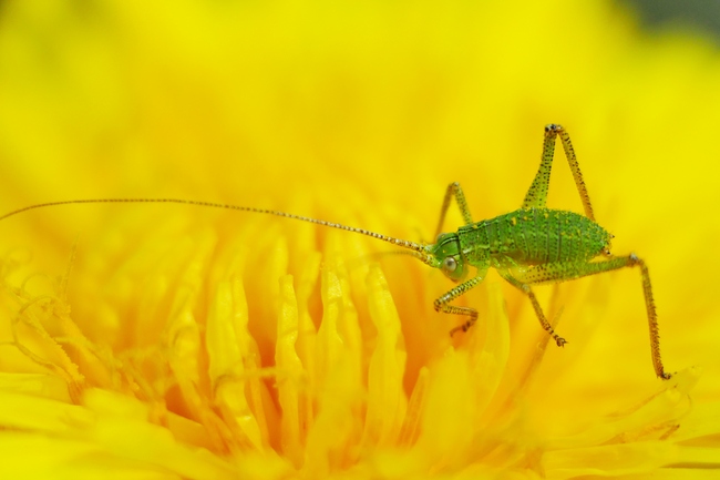 ../previews/011-Orthoptera, Tettigoniidae, Tettigonia viridissima, Larve_2019_04_25--11-18-55.jpeg.medium.jpeg